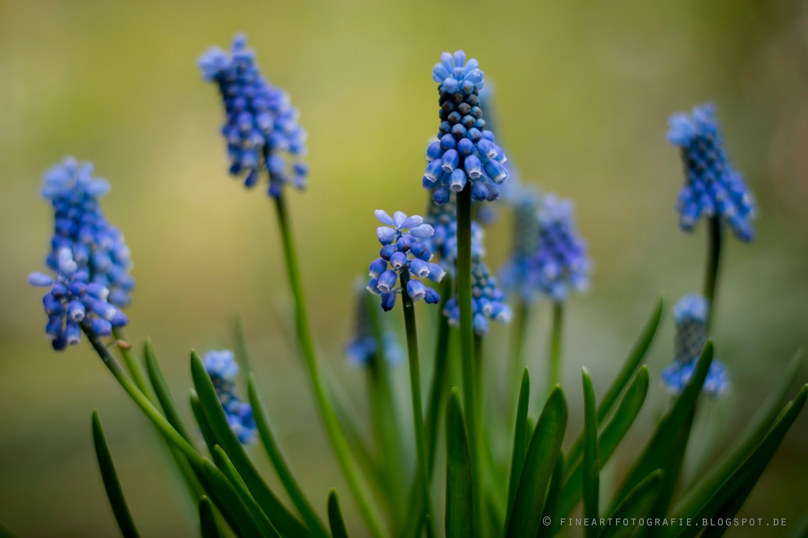 Fine Art Fotografie : Traubenhyazinthen (Perlhyazinthen/Perlblumen) - Makrofotografie